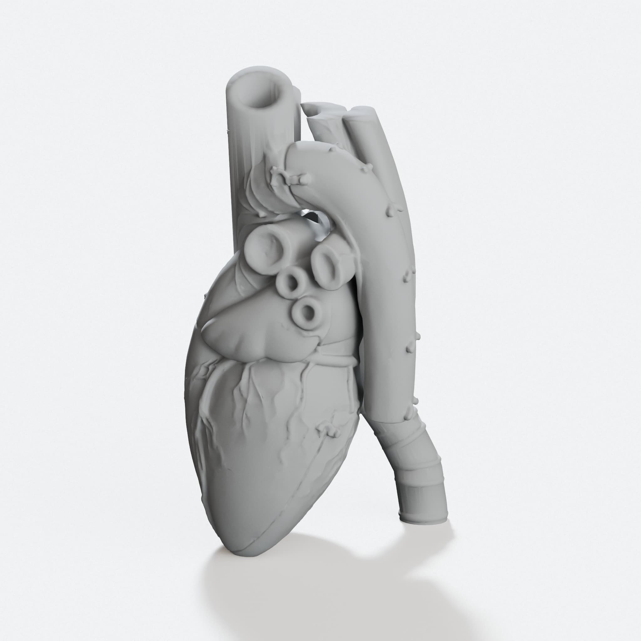 Anatomical Heart Vase, 3D Printed Home Decor