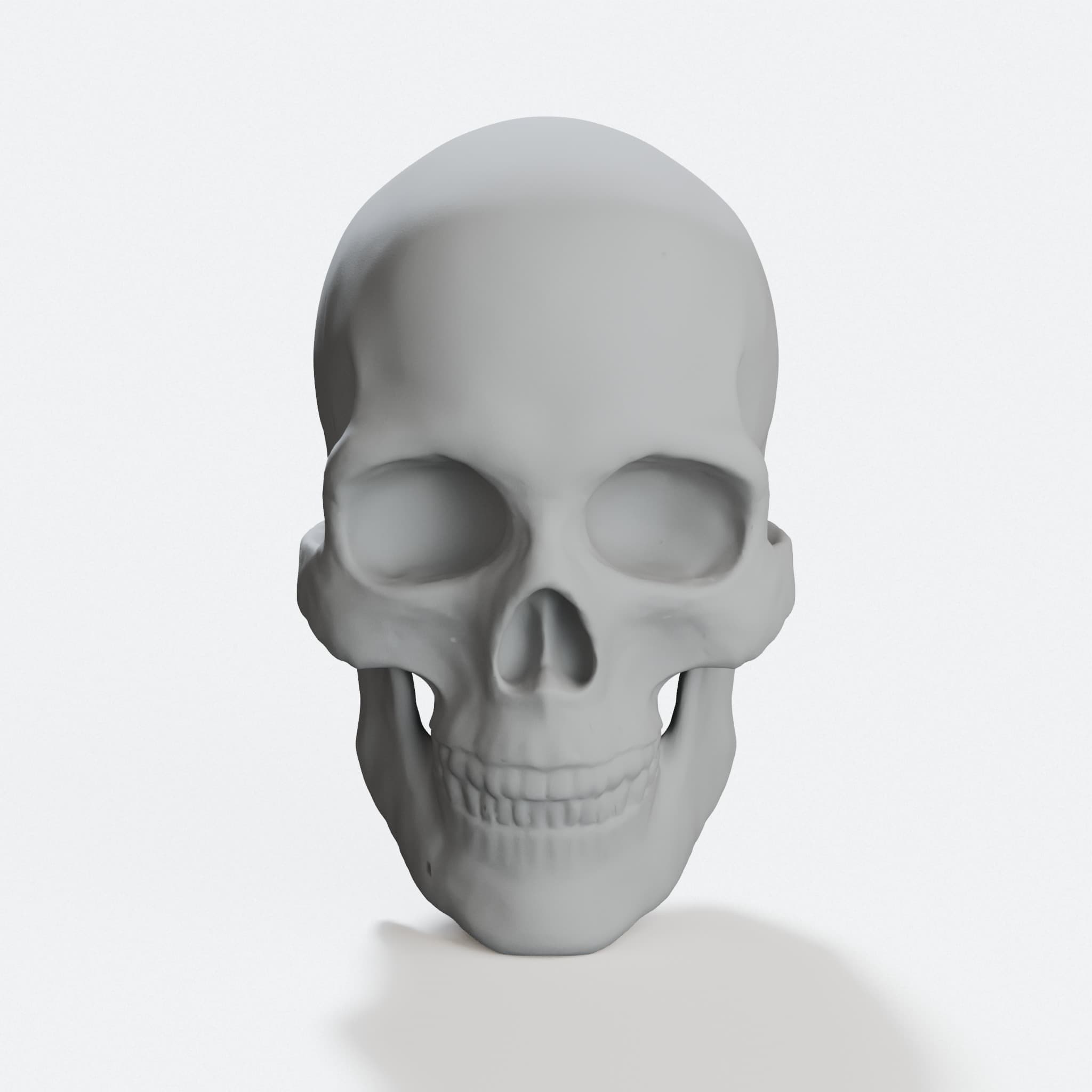 Skull Anatomy Display Replica