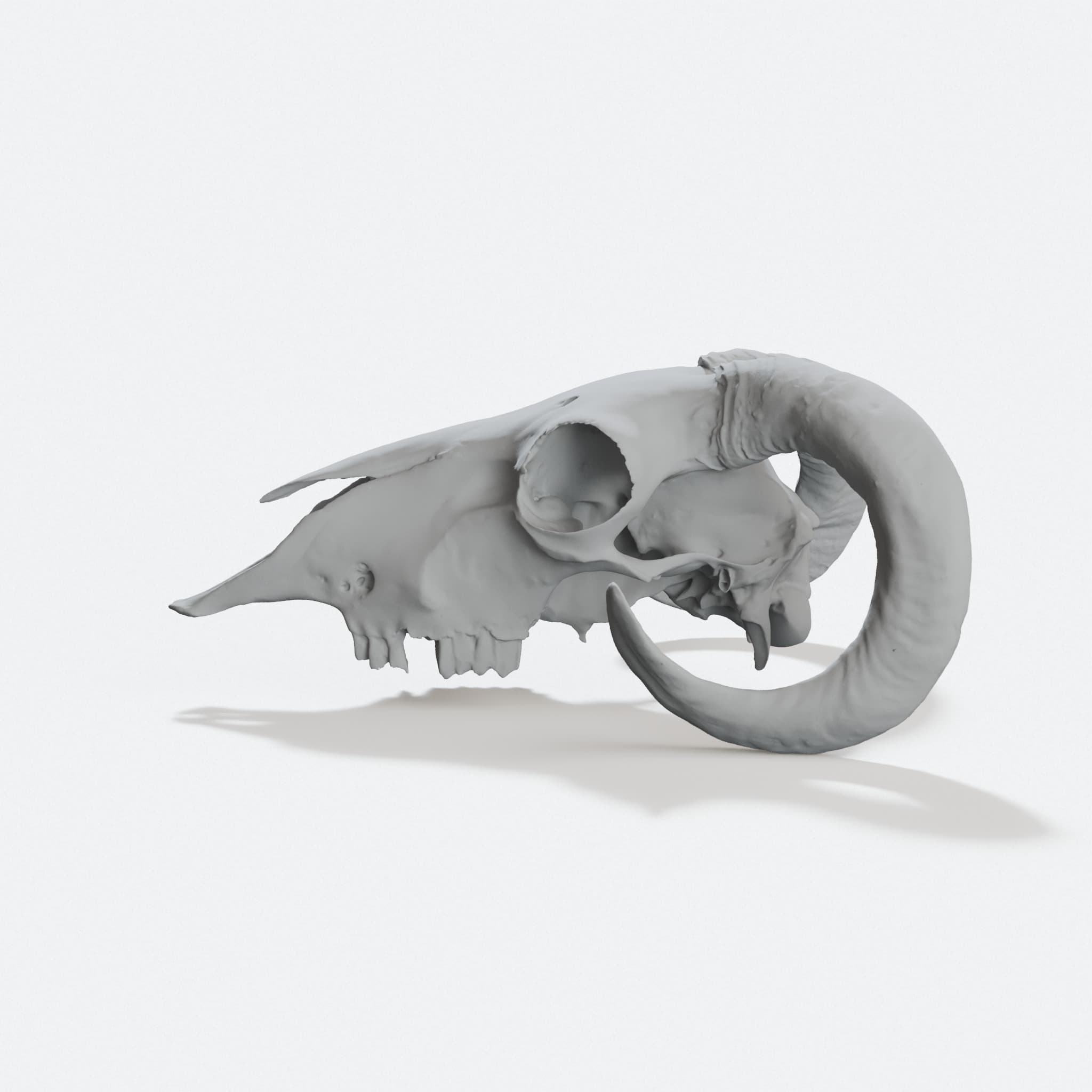 Goal Skull 3D Printed Home Decor