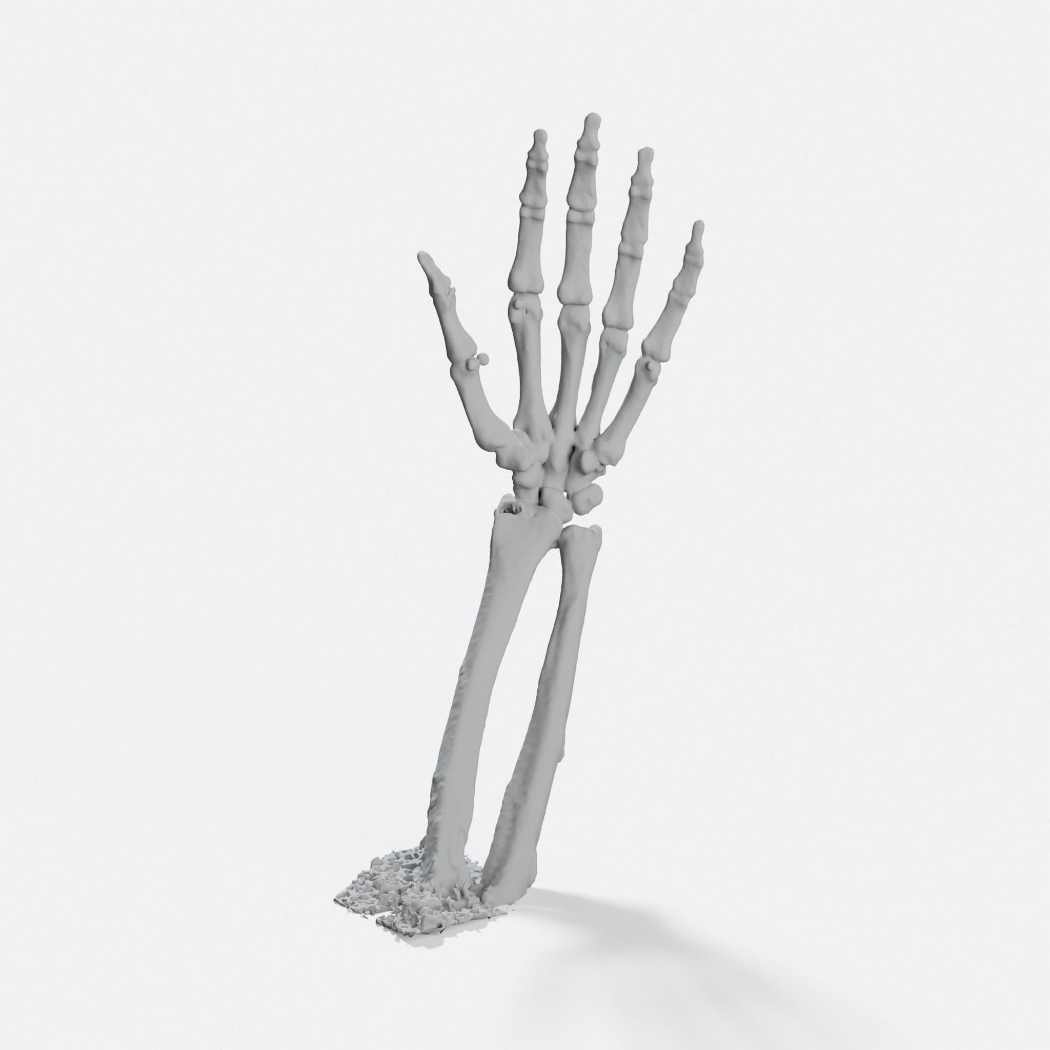 Skeleton Hands - Left & Right Anatomical Pair