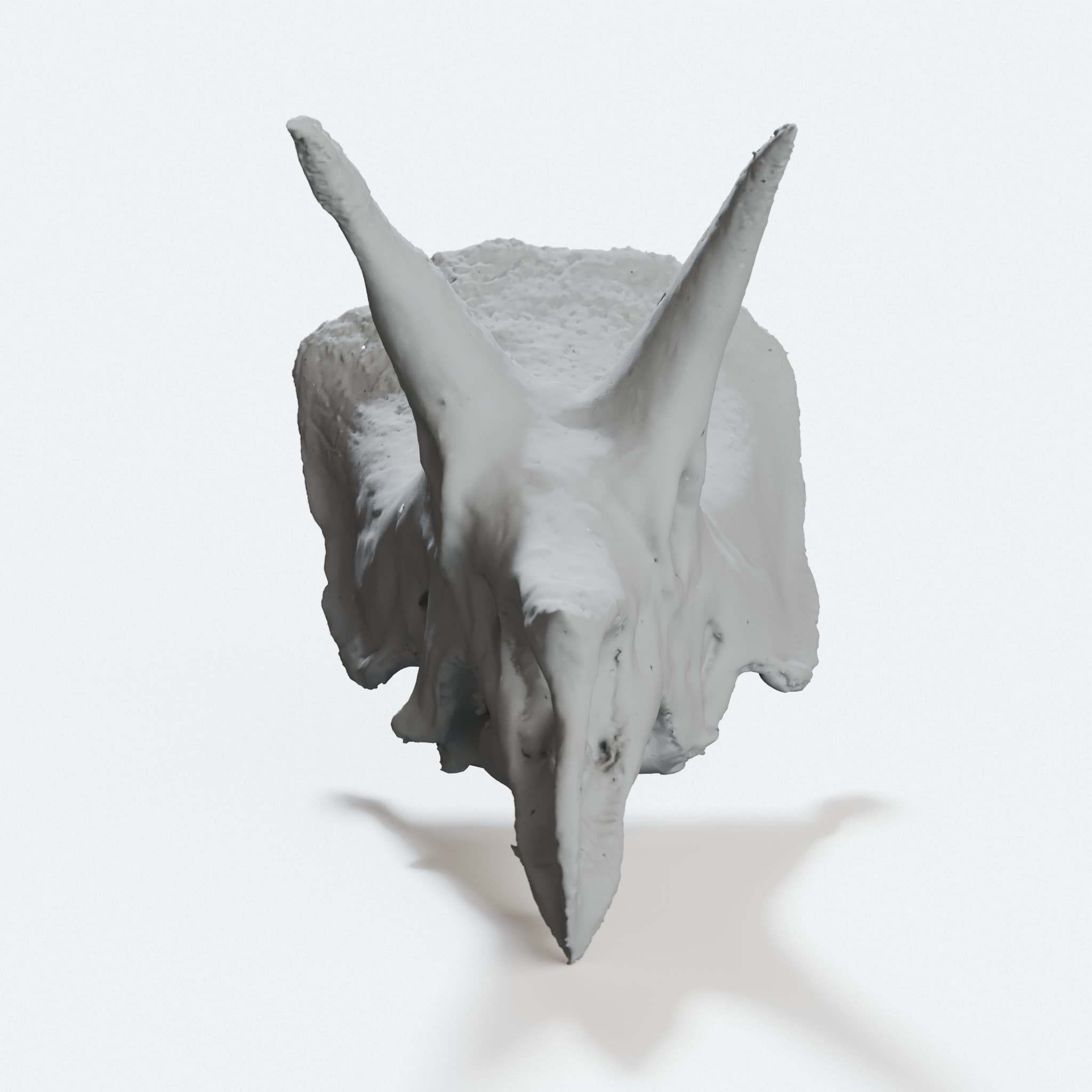 Triceratops Skull Replica for Display