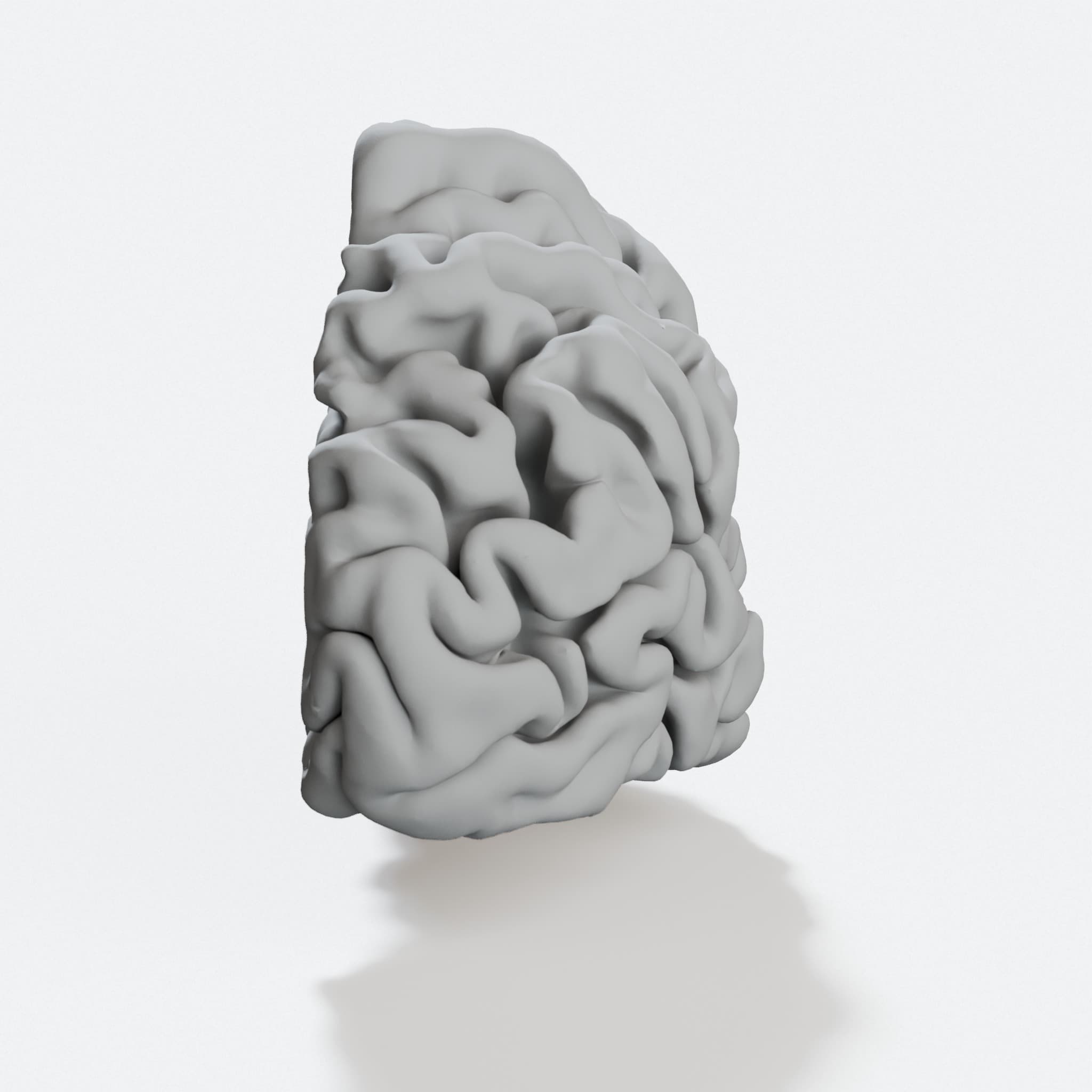 My Brain – 3D Printable Anatomical Model