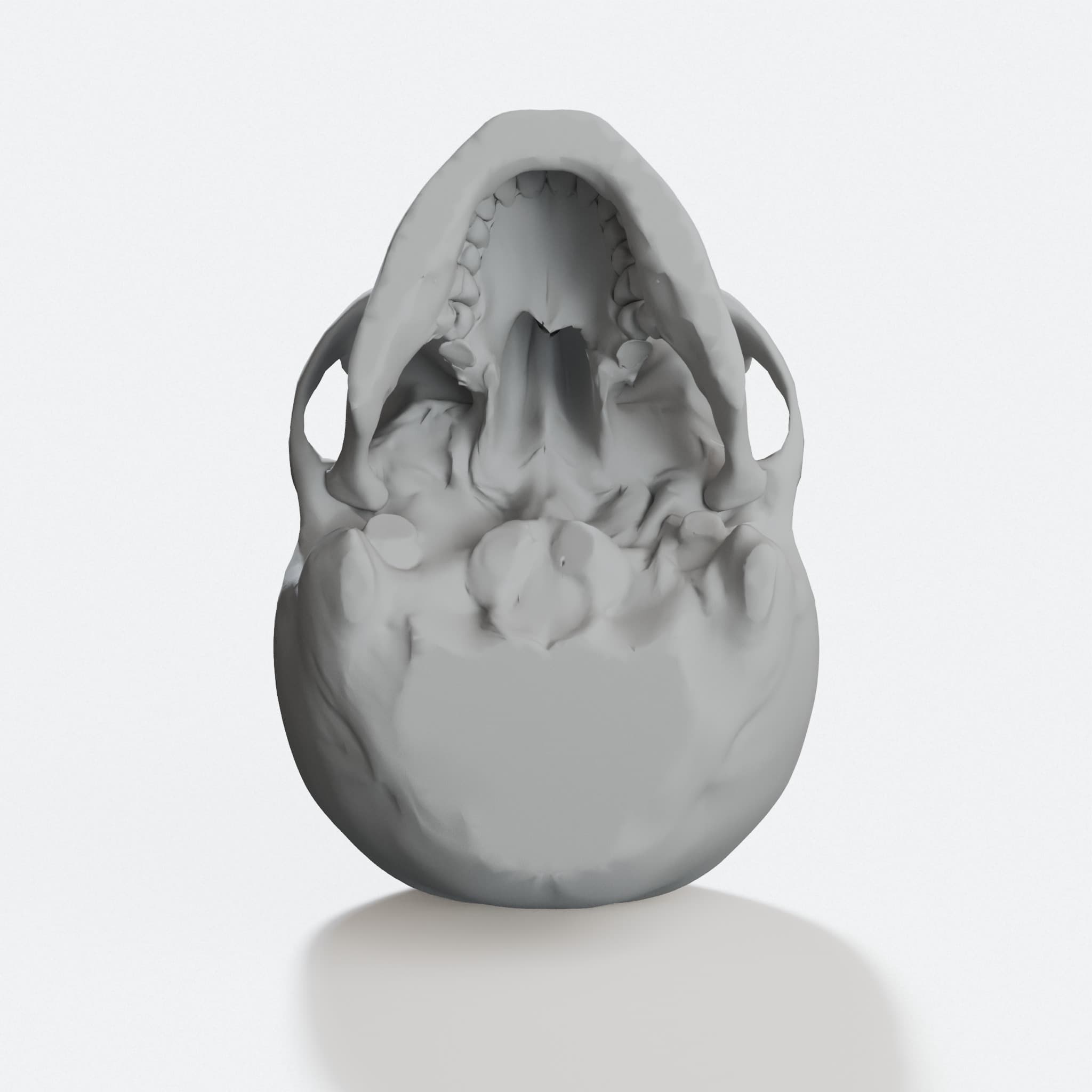Supportless Skull 3D Print File | Home Decor Model