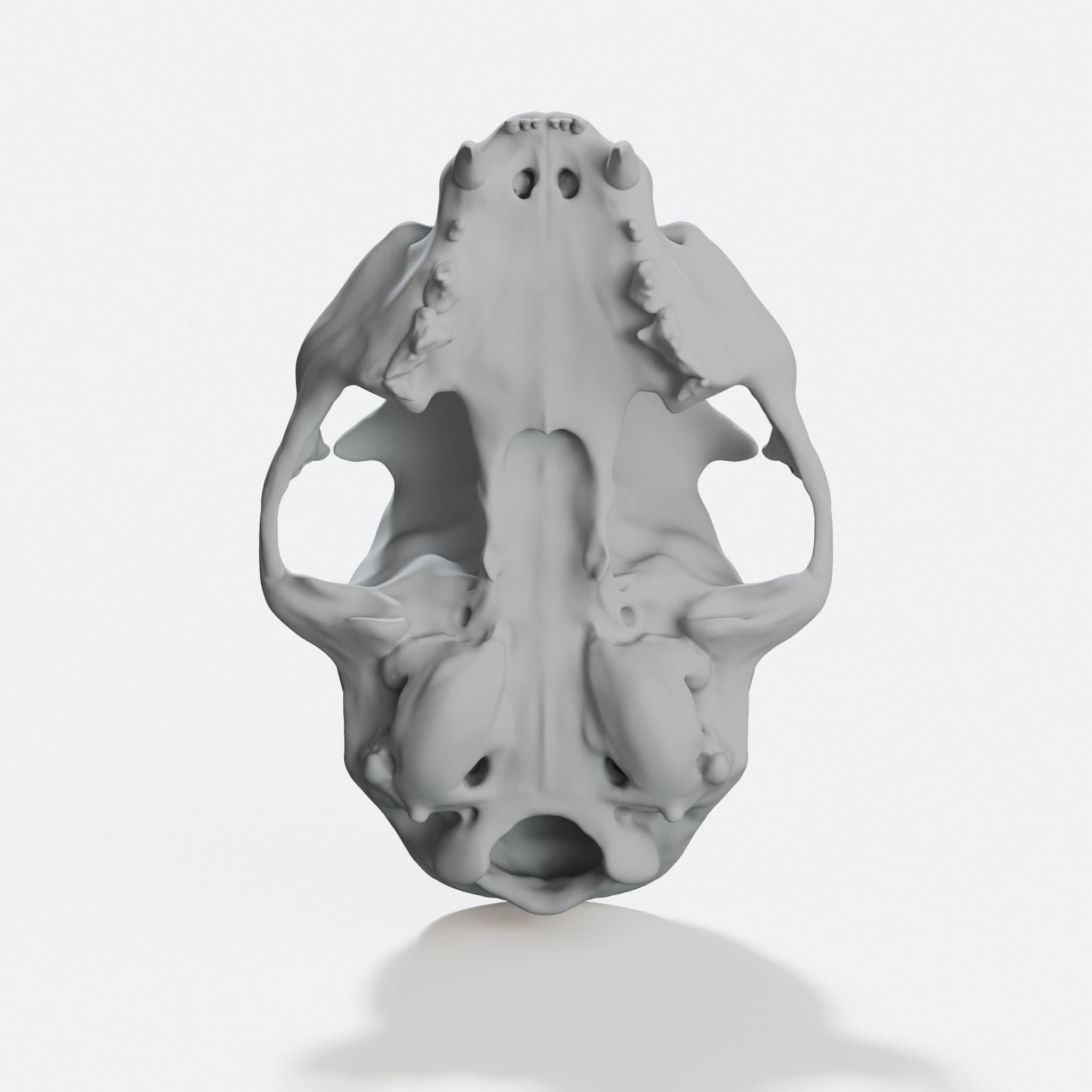 Anatomically Correct Cat Skull 3D Print