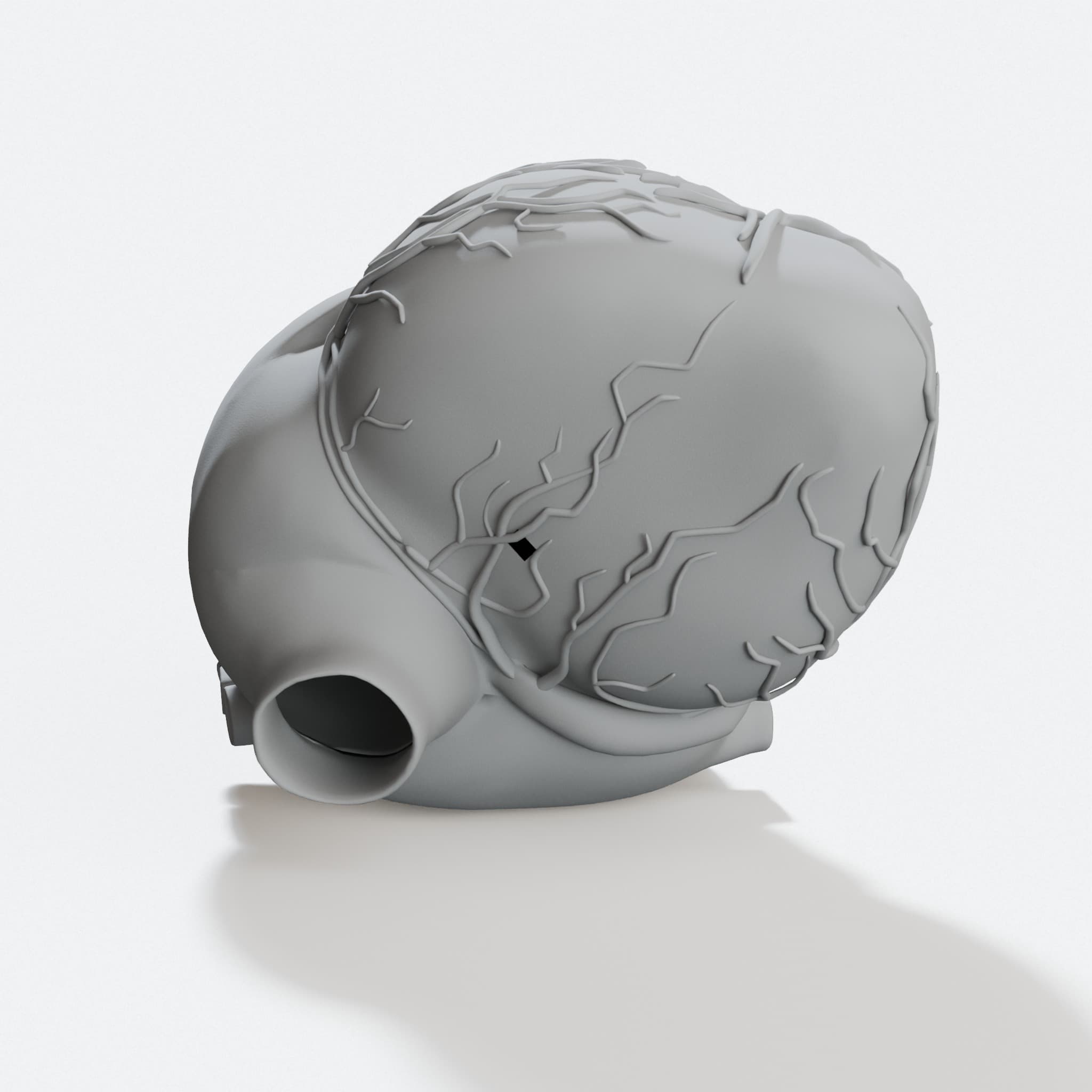 Anatomical Human Heart 3D Model